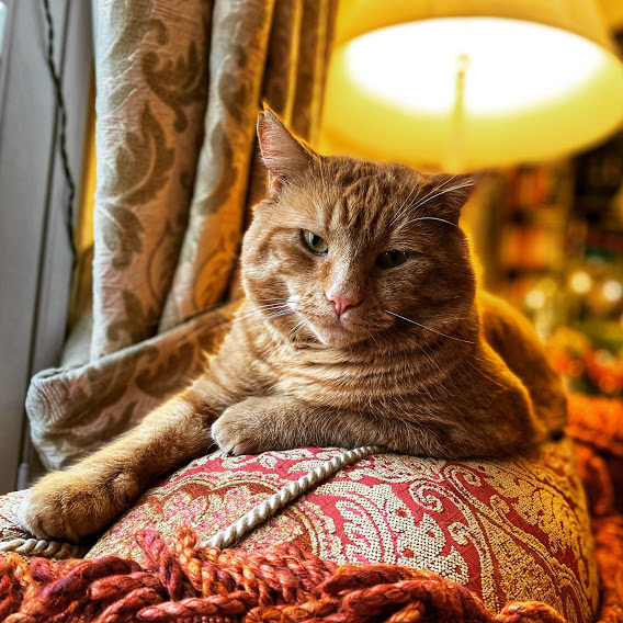 Annette's ginger cat, Rusty, relaxes on the sofa with a lamp behind him giving a warm glow to the scene.